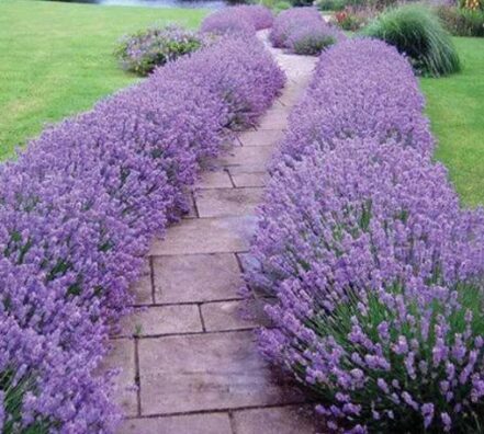 Lavanda 'Hidcote Blue' (pieejams no jūnija)